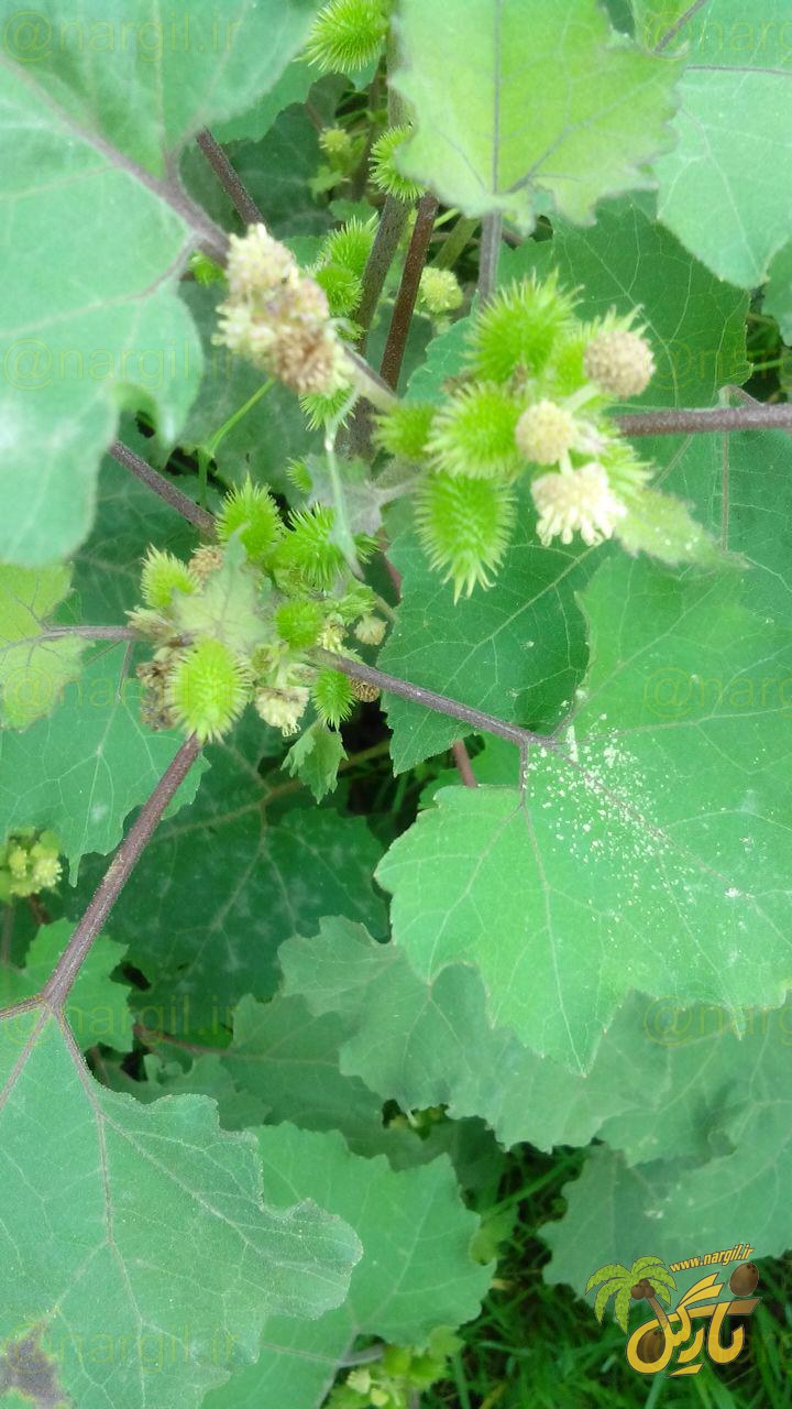 Xanthium strumarium
